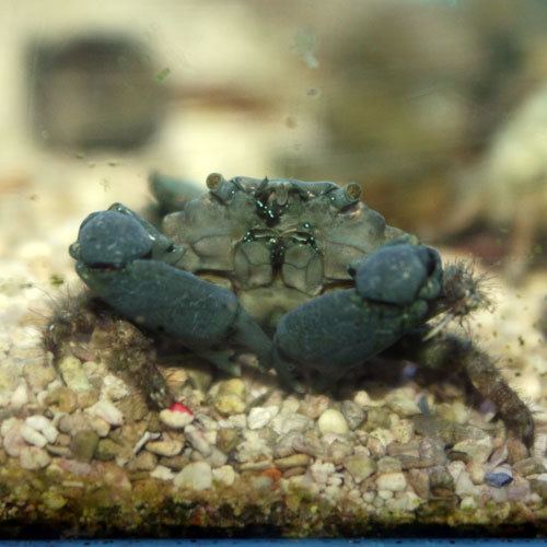 Mithraculus sculptus Emerald Crab Mithraculus sculptus That Fish Place