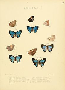 Mithras (butterfly) httpsuploadwikimediaorgwikipediacommonsthu