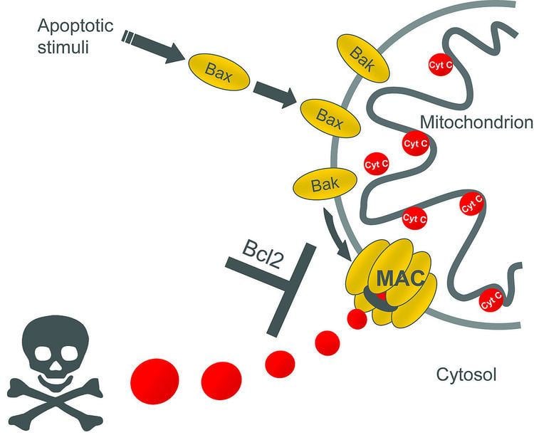 Mitochondrial apoptosis-induced channel