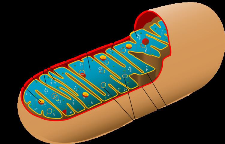 Mitochondrial intermembrane space