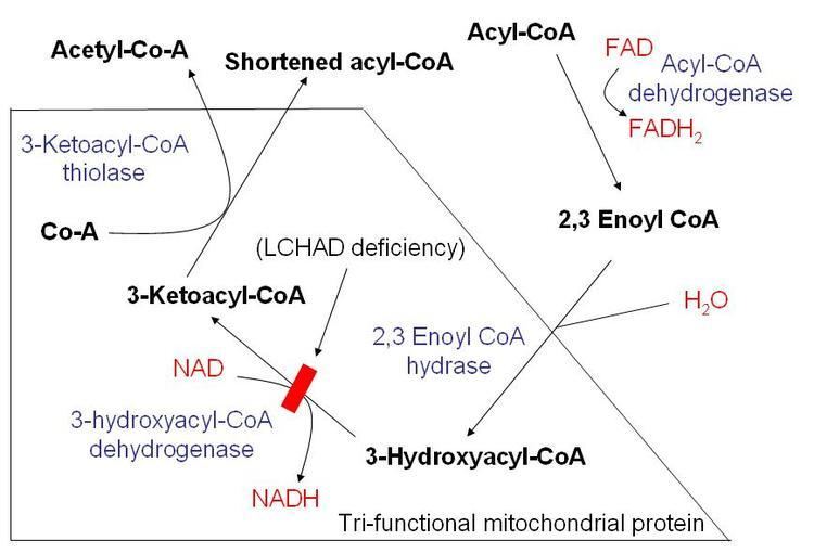 Mitochondrial trifunctional protein