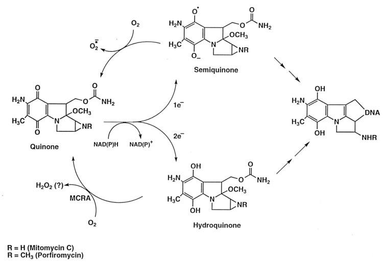 Mitomycins Mitomycin resistance in mammalian cells expressing the bacterial