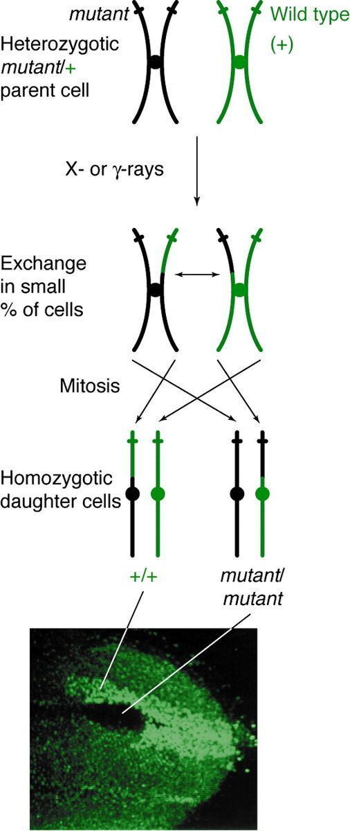 Mitotic recombination