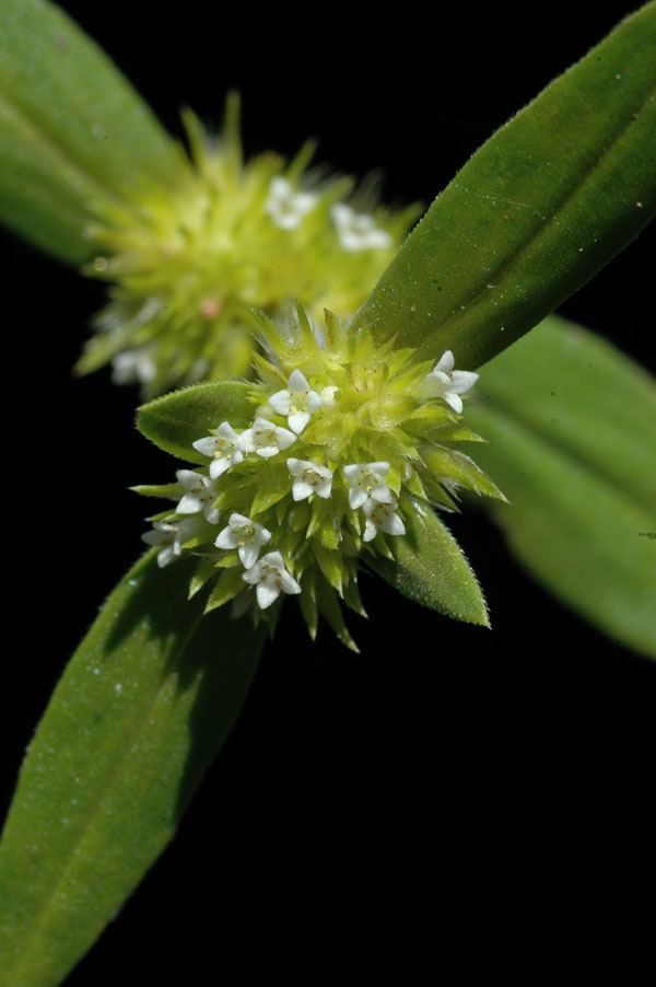 Mitracarpus Mitracarpus hirtus fotos