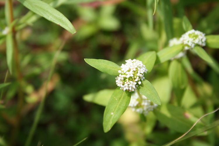 Mitracarpus West African Plants A Photo Guide Mitracarpus hirtus L DC