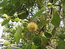 Mitragyna parvifolia httpsuploadwikimediaorgwikipediacommonsthu