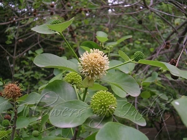 Mitragyna parvifolia Mitragyna parvifolia Kaim