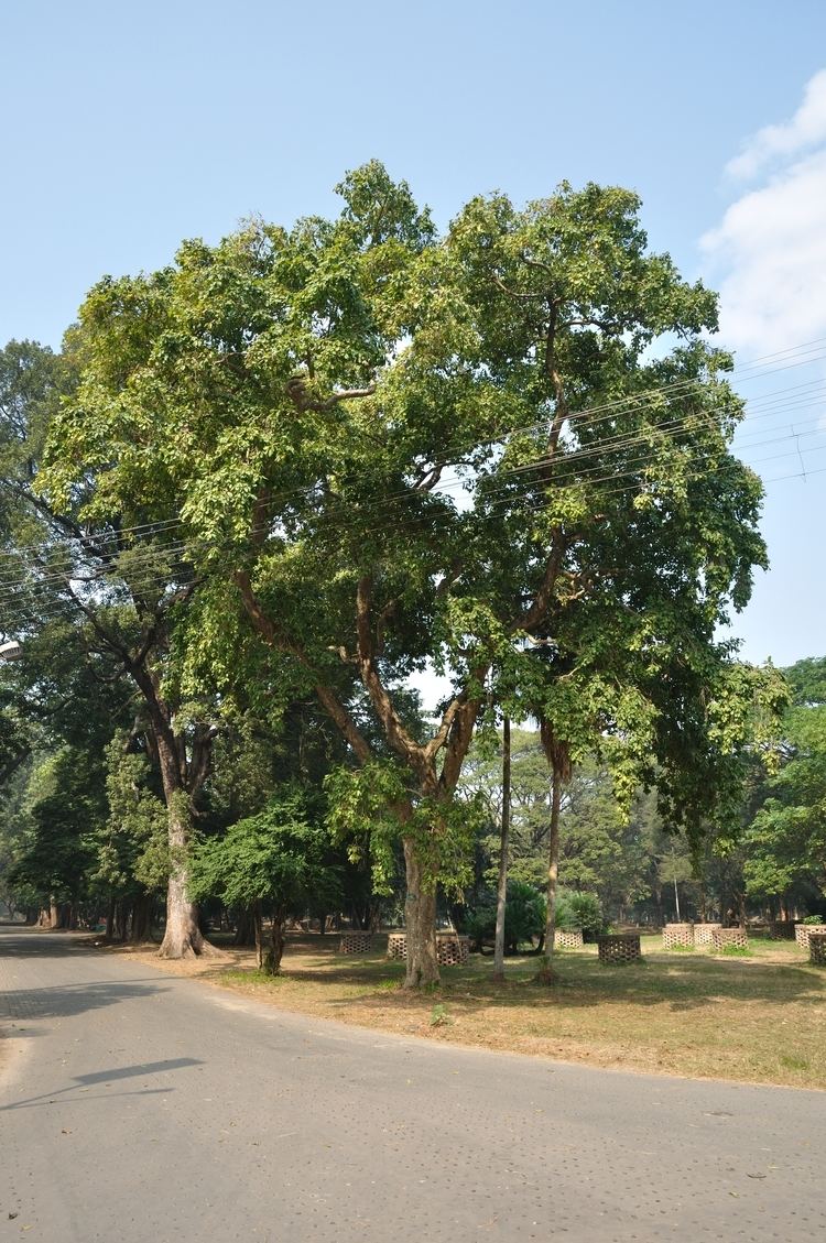 Mitragyna parvifolia Mitragyna parvifolia Useful Tropical Plants