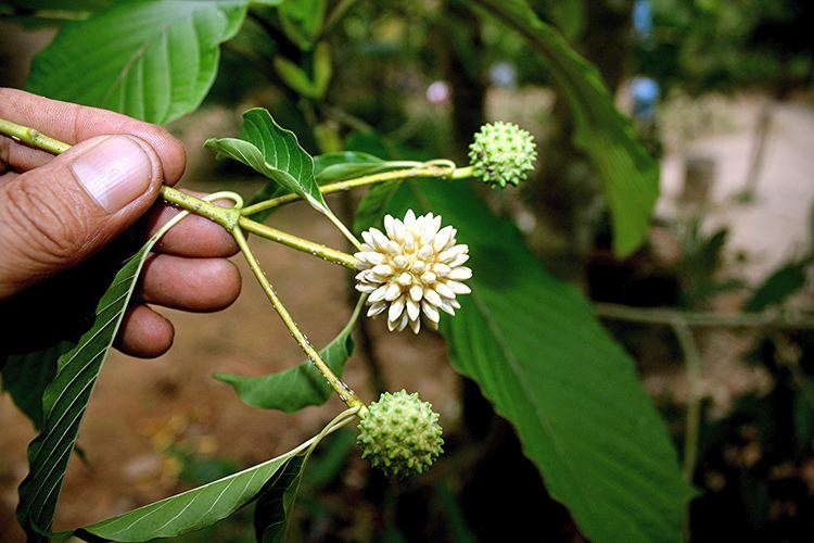 Mitragyna speciosa Mitragyna speciosa Nature39s Poisons