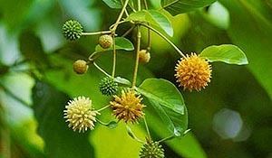 Mitragyna speciosa Mitragyna speciosa Kratom Entheologycom