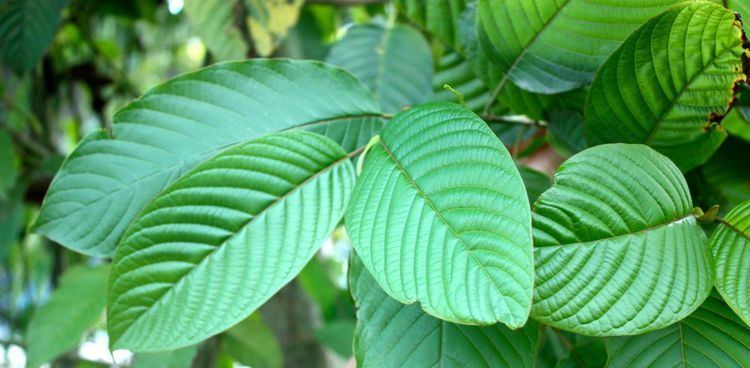 Mitragyna speciosa Mitragyna Speciosa Kratom The Drug Classroom