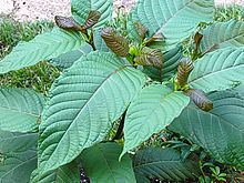 Mitragyna speciosa httpsuploadwikimediaorgwikipediacommonsthu