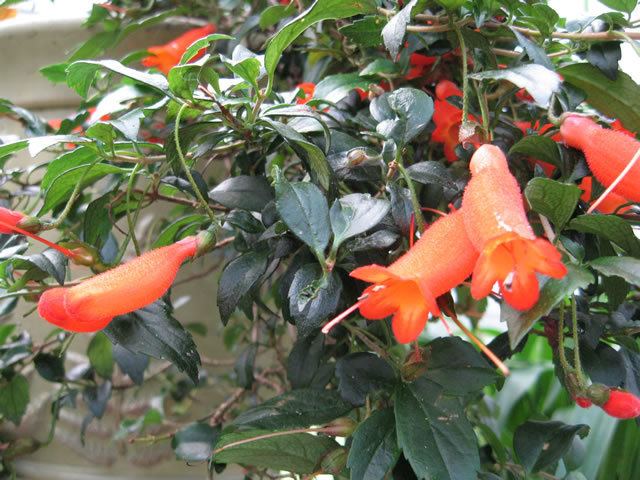 Mitraria How to Grow and Care for Chilean Mitre Flowers Mitraria coccinea