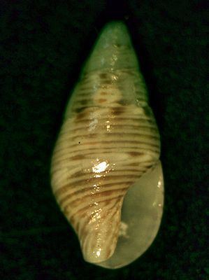 Mitrella (gastropod) Mitrella gastropod WikiVisually
