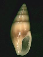 Mitrella (gastropod) httpsuploadwikimediaorgwikipediacommonsthu