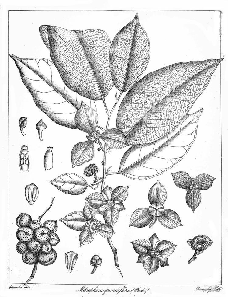 Mitrephora grandiflora