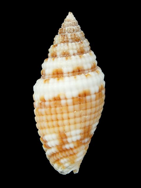 Mitridae Buy shells online