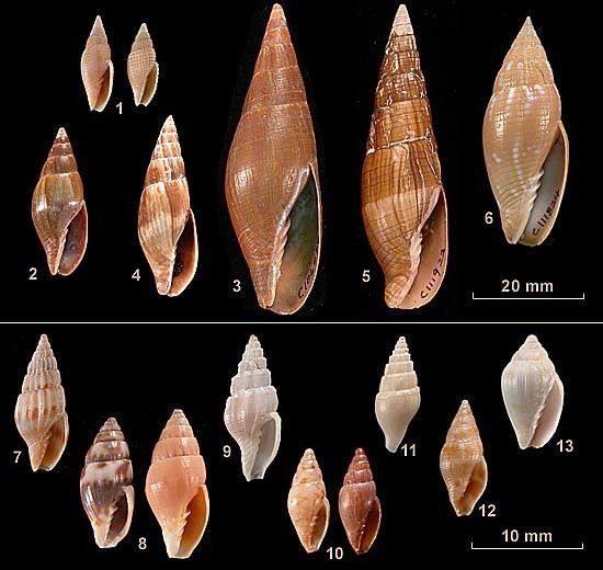 Mitridae Family Mitridae Costellariidae Volutomitridae