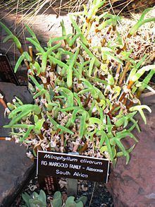 Mitrophyllum Mitrophyllum Wikipedia