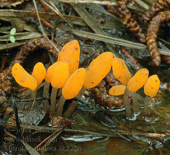 Mitrula paludosa Bog Beacon Mitrula paludosa