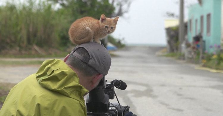 Mitsuaki Iwagō Stray Kitten Befriends Famous Wildlife Photographer By Using