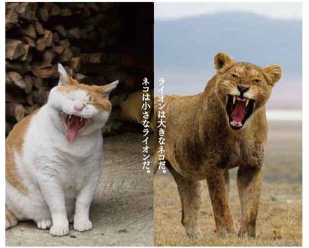 Mitsuaki Iwagō KAB Event Mitsuaki Iwago Cats Lions