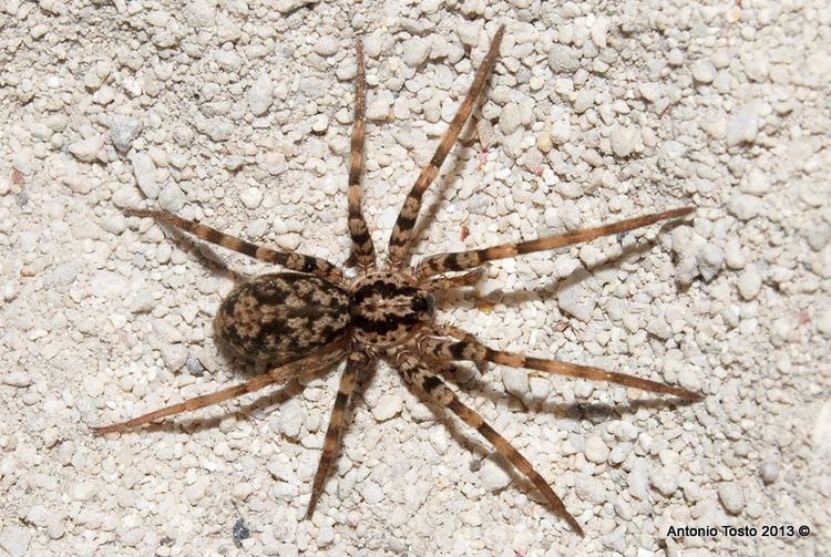 Miturgidae Dominican Spiders Miturgidae