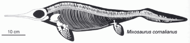 Mixosaurus Palaeos Vertebrates Ichthyosauria Mixosaurs and Cymbospondyls