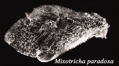 Mixotricha paradoxa Mixotricha paradoxa Wikipedia