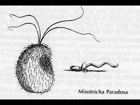 Mixotricha paradoxa WN mixotricha paradoxa
