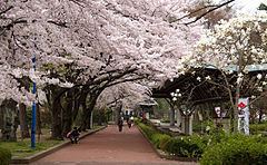Miyagino-ku, Sendai httpsuploadwikimediaorgwikipediacommonsthu