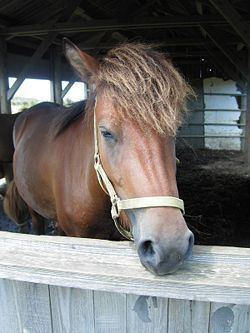 Miyako pony httpsuploadwikimediaorgwikipediacommonsthu