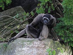 Müller's Bornean gibbon httpsuploadwikimediaorgwikipediacommonsthu