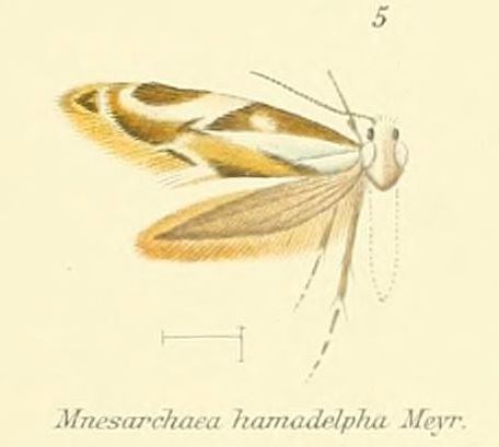 Mnesarchaea hamadelpha