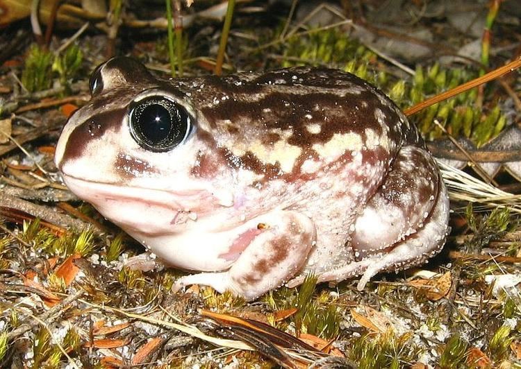 Moaning frog Esperance Blog How did the Moaning Frog get its name