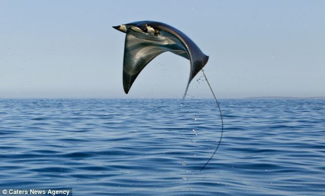 Mobula Flying lessons School of giant mobula pictured leaping five feet