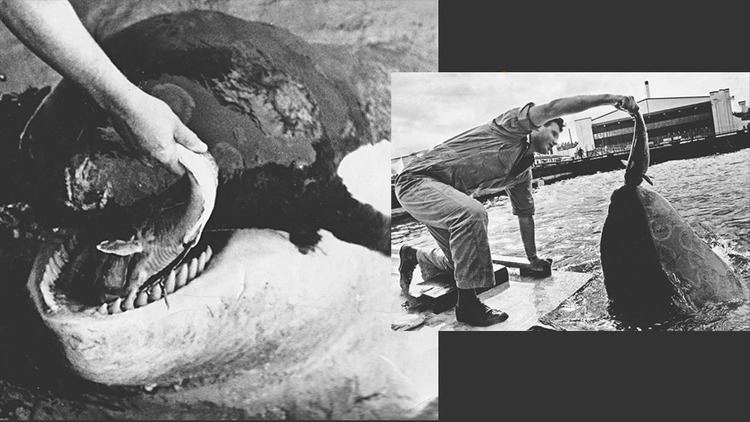 Moby Doll How Moby Doll changed the worldview of 39monster39 orca whales Home