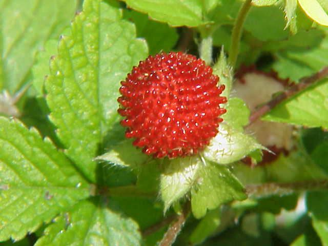 Mock strawberry httpsuploadwikimediaorgwikipediacommons88