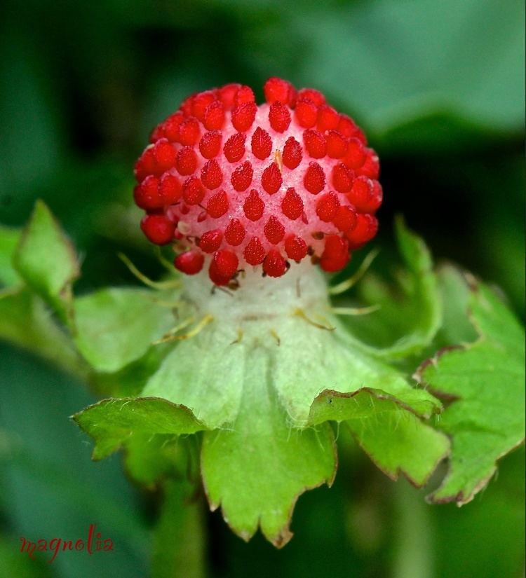 Mock strawberry Mock Strawberry by FallOut99 on DeviantArt