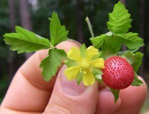 Mock strawberry The Wild Indian Strawberry or Mock Strawberry Plant Places Wells
