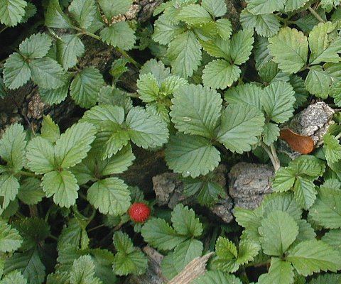 Mock strawberry Mock Strawberry Duchesnea indica