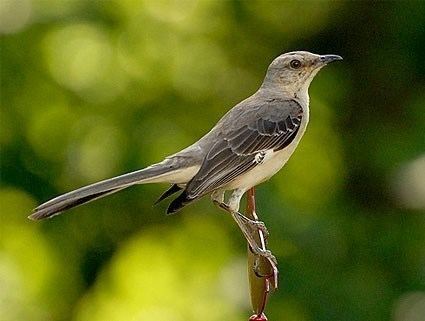 Mockingbird Northern Mockingbird Identification All About Birds Cornell Lab