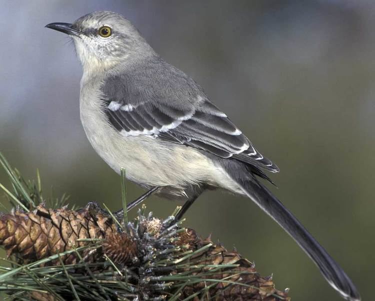 Mockingbird Northern Mockingbird Audubon Field Guide