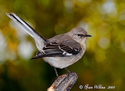 Mockingbird Northern Mockingbird Identification All About Birds Cornell Lab