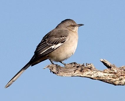 Mockingbird Northern Mockingbird Identification All About Birds Cornell Lab