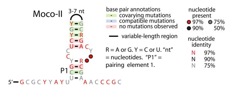 Moco-II RNA motif