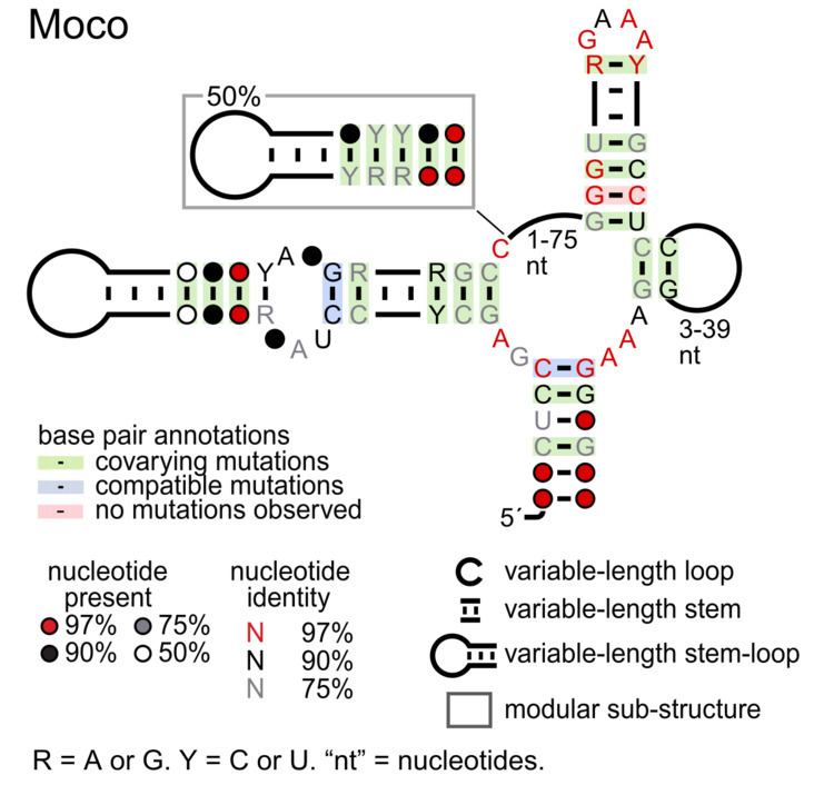 Moco RNA motif