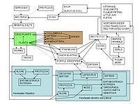 Modelling biological systems httpsuploadwikimediaorgwikipediacommonsthu