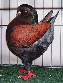Modena pigeon httpsuploadwikimediaorgwikipediacommonsthu
