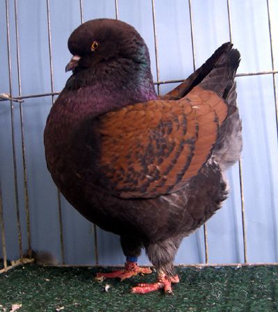 Modena pigeon difference in King and Modena PigeonTalk